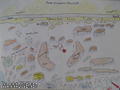 foto subacquee