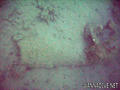 foto subacquee