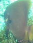 foto subacquee