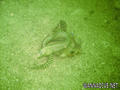 foto subacquee