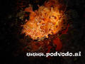 foto subacquee