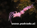 foto subacquee