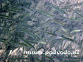 foto subacquee