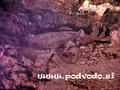 foto subacquee