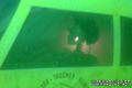 foto subacquee