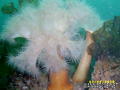 foto subacquee
